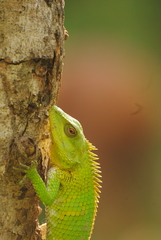 Calotes nemoricola
