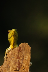 Calotes nemoricola