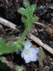 Nemophila spatulata