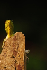 Calotes nemoricola