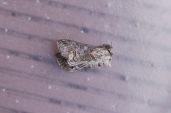 Abrostola tripartita