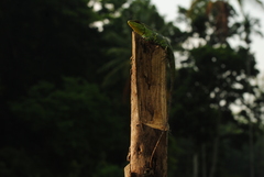 Calotes nemoricola