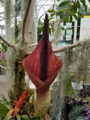 Amorphophallus dactylifer