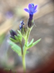 Allophyllum gilioides