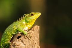 Calotes nemoricola