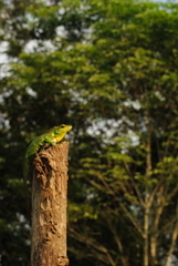 Calotes nemoricola