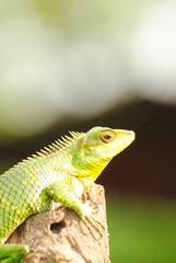 Calotes nemoricola