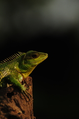 Calotes nemoricola