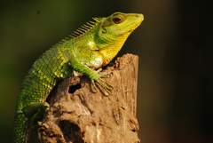 Calotes nemoricola