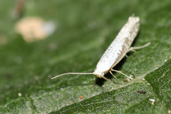 Argyresthiidae