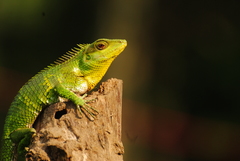 Calotes nemoricola