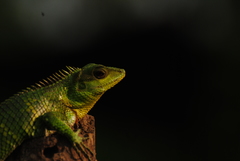 Calotes nemoricola