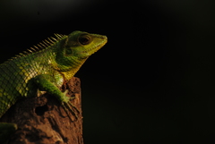 Calotes nemoricola