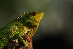 Calotes nemoricola