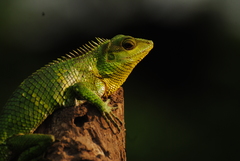 Calotes nemoricola
