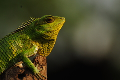 Calotes nemoricola