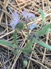Phacelia exilis
