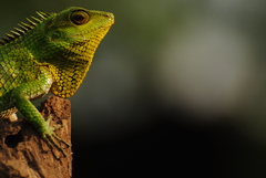 Calotes nemoricola