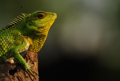 Calotes nemoricola