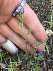 Allophyllum gilioides