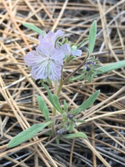 Phacelia exilis
