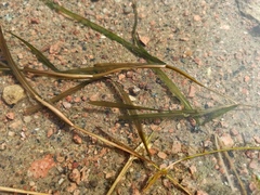 Potamogeton compressus
