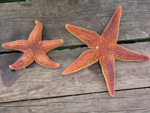 Common Sea Star, photo 9 of 10