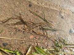 Potamogeton compressus