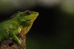 Calotes nemoricola