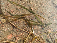 Potamogeton compressus