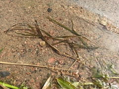 Potamogeton compressus