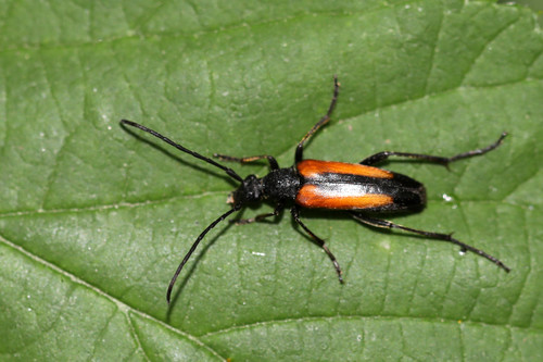 Juodasiūlis Grakštenis nuotrauka