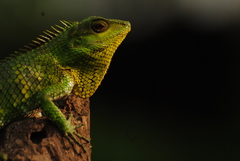 Calotes nemoricola