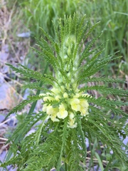 Pedicularis foliosa