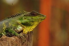 Calotes nemoricola