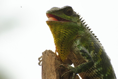 Calotes nemoricola