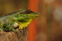 Calotes nemoricola