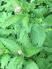 Eutrochium maculatum maculatum