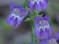 Penstemon leiophyllus leiophyllus