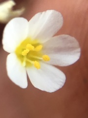 Linanthus inyoensis