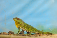 Calotes nemoricola