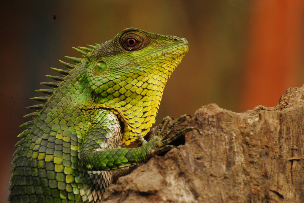 Nilgiri Forest Lizard