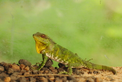 Calotes nemoricola