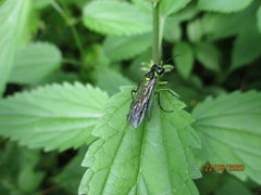 Tenthredo mesomela