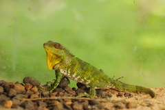 Calotes nemoricola