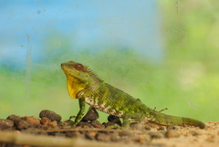 Calotes nemoricola