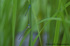 Pseudagrion australasiae