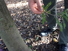Sophora microphylla