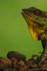 Calotes nemoricola