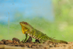 Calotes nemoricola